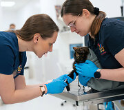 PetCity veterinarai