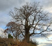 Ąžuolas Žadeikonių kapinėse