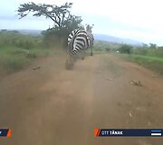 Į trasą prie&scaron; pat O.Tanaką i&scaron;bėgę zebrai