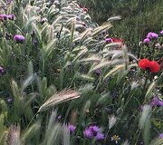 Idos kelionė &bdquo;Camino de Santiago&ldquo; keliu