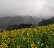 Rasos kelionė &bdquo;Camino de Santiago&ldquo; keliu