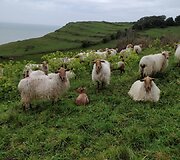 Rasos kelionė &bdquo;Camino de Santiago&ldquo; keliu