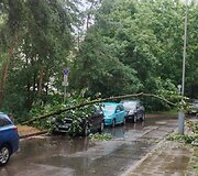 Vilniuje dėl liūties virsta medžiai
