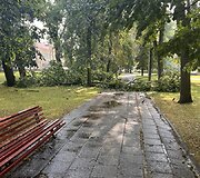 Vilniuje dėl liūties virsta medžiai