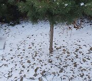 Sugadintos Kalėdinės dekoracijos