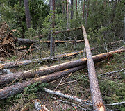 JAV karių žūties vietos incidento padarinių likvidavimo darbų pristatymas