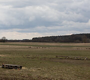 Ovidijaus Dapkaus avių ir danielių ūkis &scaron;alia Tauragės