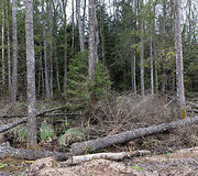 Pasienis