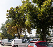 Medžiai aik&scaron;telėje Konstitucijos pr. 14A 