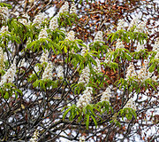 Netikėtai pražydęs ka&scaron;tonas