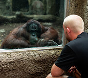 Orangutano susidūrimas su žmogumi