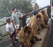 Gibraltaras