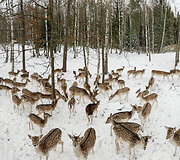&bdquo;Perlinių danielių parkas&ldquo;