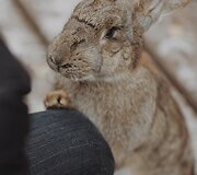 &bdquo;Perlinių danielių parkas&ldquo;