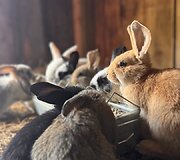 &bdquo;Perlinių danielių parkas&ldquo;