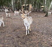 &bdquo;Perlinių danielių parkas&ldquo;