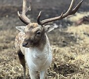 &bdquo;Perlinių danielių parkas&ldquo;