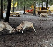 &bdquo;Perlinių danielių parkas&ldquo;