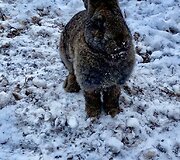 &bdquo;Perlinių danielių parkas&ldquo;