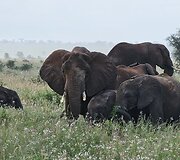 Viktorijos įspūdžiai i&scaron; safarių Afrikoje