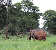 Viktorijos įspūdžiai i&scaron; safarių Afrikoje