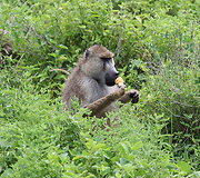 Viktorijos įspūdžiai i&scaron; safarių Afrikoje