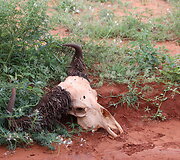 Viktorijos įspūdžiai i&scaron; safarių Afrikoje
