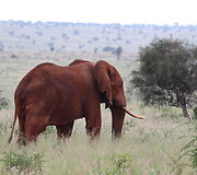 Viktorijos įspūdžiai i&scaron; safarių Afrikoje