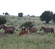 Viktorijos įspūdžiai i&scaron; safarių Afrikoje