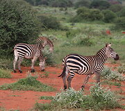 Viktorijos įspūdžiai i&scaron; safarių Afrikoje