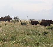 Viktorijos įspūdžiai i&scaron; safarių Afrikoje