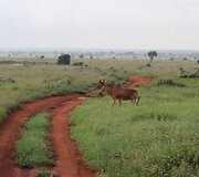 Viktorijos įspūdžiai i&scaron; safarių Afrikoje