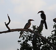 Viktorijos įspūdžiai i&scaron; safarių Afrikoje