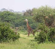 Viktorijos įspūdžiai i&scaron; safarių Afrikoje