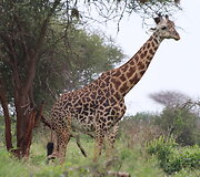 Viktorijos įspūdžiai i&scaron; safarių Afrikoje