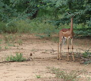 Viktorijos įspūdžiai i&scaron; safarių Afrikoje