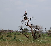 Viktorijos įspūdžiai i&scaron; safarių Afrikoje