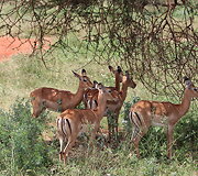 Viktorijos įspūdžiai i&scaron; safarių Afrikoje
