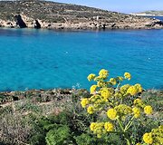 Komino sala, Malta
