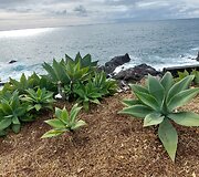 Madeira