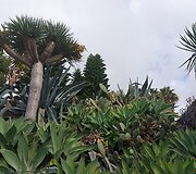 Madeira