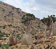 Sokotra