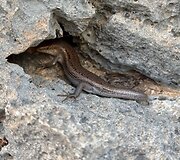 Sokotra