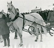 Sartų žirgų lenktynės