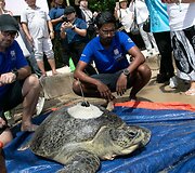 Jūrų biologai Scottas Maybackas ir Dhivvianas Tharmasegaranas