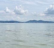 Vėžlių palydos