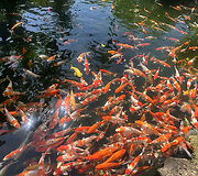 Vietnamas