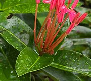 Borneo, Malaizija
