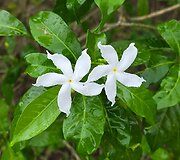 Borneo, Malaizija