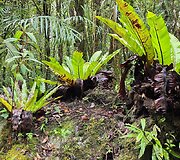 Paparčiai Kinabalu parke, Borneo, Malaizija